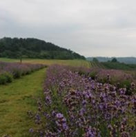 Ministerstvo zemědělství upravuje podmínky pro podmíněnost a přímé platby, zemědělci budou mít při hospodaření větší flexibilitu